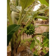 LIVE PLANT SULUR PISANG/ANAK BENIH PISANG BANTAN LEMAK MANIS/PISANG NANGKA