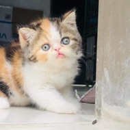 KUCING PEAKNOSE EXOTIC CALICO LUCU