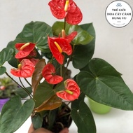 2-color anthurium plant (Real photo no. 2)