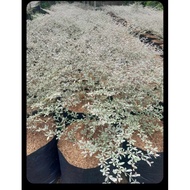 VARIEGATED AFRICAN TALISAY BIG LIVE PLANT