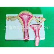 Jisheng Model Healthy Uterus Model with Lid Model Human Organ Model Human Uterus Model Human Body Mo