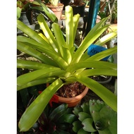 aec kuning bromeliad XXL live plant