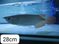 Ikan Arwana Super Red 28 cm