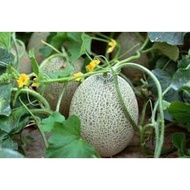 5 Biji Benih - Rock Honeydew melon 洋香瓜