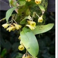 Anggrek Dendrobium lamelatum,per rumpun dewasa