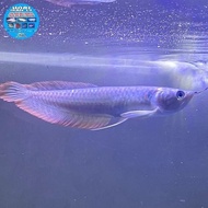 Ikan Arwana Silver Red Brazil/Arwana silver brazil/Arwana Silver Red