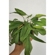 White peace lily indoor plant