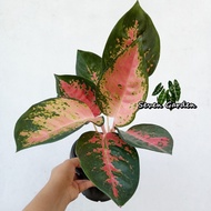 Aglaonema Kochin