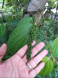 Paminta Seedlings Indian Variety Hybrid