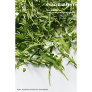 180*seeds (0.5g nett) Arugula (Runaway Rocket/ Roquette)