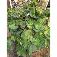 Begonia Keong Hijau