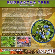 LIVE PLANT -RUDRAKSHA The Blue Marble Tree TREE PLANT  LORD SHIVA VERY HIGH POWER VIBRATION GOOD VIB