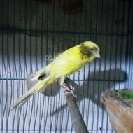 Burung Kenari Import Rasmi