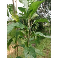 Keratan Pokok Bismillah / Bitter Leaf / Pokok Ketum Cina / Pokok Africa / Pokok Ajaib