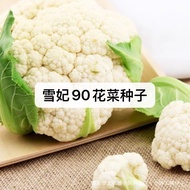 Ready Stock Fast Shipping Snow Concubine 90 Seeds Cauliflower Anti-heat Organic Cauliflower Seeds Hi