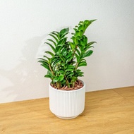 金錢樹 直線條白陶盆栽 開幕盆栽推薦 桌上盆栽 送禮