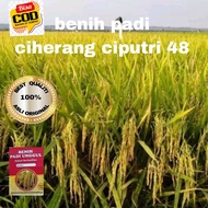 BENIH Padi UNGGUL CIHERANG CI PUTRI 48 KUALITAS 1kg