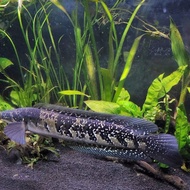 ikan channa pseudo sp marulius lokaliti india 9-10cm