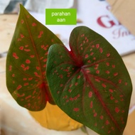 tanaman hias keladi leopard Thailand - caladium Thailand langka