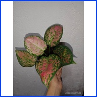 ↗ ∰ ✤ Pink Valentine Aglaonema
