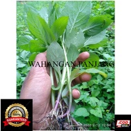 BIBIT SINTRONG | BIBIT DAUN SINTONG | TANAMAN SINTRONG 5pohon