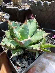 塊根植物 龍舌蘭 姬嚴龍 連大側芽 穩根