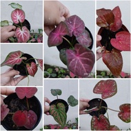 Pokok Caladium Thai hybrid White Christmas Keladi lain2 no id