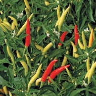 pohon cabe rawit runcing