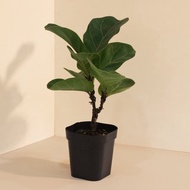 Fiddle 琴葉榕_室內植栽