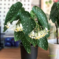 Wind Plant Potted Plant ins with Begonia Breeze Indoor Begonia Fragrance Tropical Bamboo Green Plant