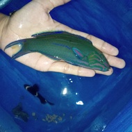 ikan hias laut talasoma