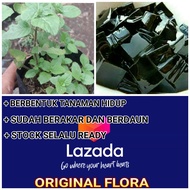 Bibit Cincau Hitam Daun Cincau Hitam Pohon Cincau Hitam