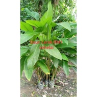 Daun Pisang & Daun Lerek Segar Tanaman Sendiri