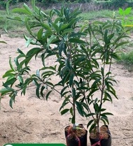 Cây hồng xiêm mexico ( sapoche mexico)