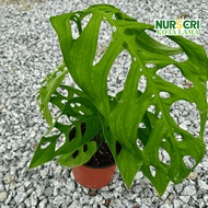 🔥INDOOR🔥 MONSTERA ESQUELETO / Skeleton Monstera /Monstera Epipremnoides / Climbing / Memanjat / 150m