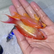 ikan hias laut anthias sepasang