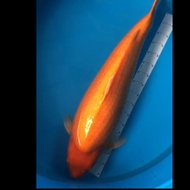 Ikan Koi Import - Golden Lion 97 BU - Sakai Fish Farm - Kode 8