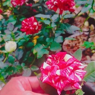 tanaman bunga mawar bunga corak baby rose tanaman bunga mawar baby