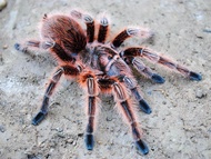Exozone Tarantula rosea rcf Spider toys Terrarium & living room 3Dprint Decoration - Educational Val