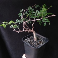 滔天橄欖 實生 有香味 塊根植物   盆栽 橄欖  夏種型  非象牙宮 另有售龜甲龍 caudex plant 實拍