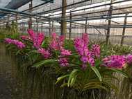 กล้วยไม้ Vasco ไพริเวอร์ x ลอเรนเซีย 2 ต้น