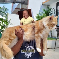 Kucing Mainecoon Super Jumbo Pedigree Cfa Sudah Steril Kucing Raksasa