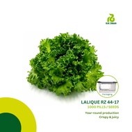 Rijk Zwaan LALIQUE RZ (44-17) Lettuce Seeds (1000 pills)
