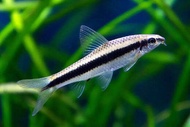 [2pcs]Siammese Algae eater(S.A E) Loach freshwater fish ( no D.O.A)