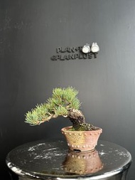 日本🇯🇵矮霸五葉松   ｜植物 盆景 盆栽 bonsai 楓葉