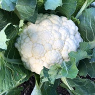 Berkebun 10 Biji - Benih Bunga Kol BIMA 45 F1 Toleran panas