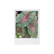 red star "caladium" (keladi merah kampung)