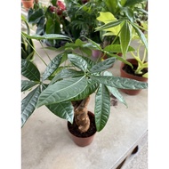 Pachira Twist 发财树 real live plant free organic fertiliser 0.5kg free organic soil 3kg