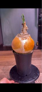 Boophone haemanthoides 巨鳳之卵  Amaryllidaceae 石蒜科