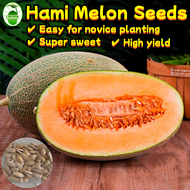 80 Seeds/pack Sweet Hami Melon Seeds for Sale 哈密瓜种子 Benih Hami Melon Fruit Seeds for Planting Biji B